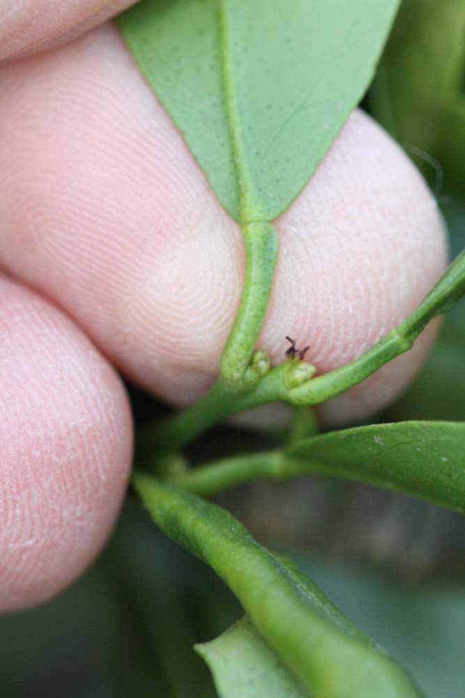              Petiole (Riverside, CA)       